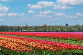 Naar de Bollen in Groningen 2019